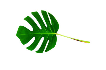 Monstera green leaf isolated on white background with clipping path for summer and spring design element.