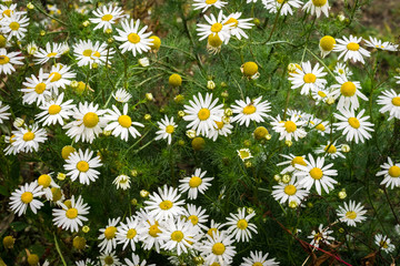 Fototapeta premium Field chamomile Anthemis arvensis. Herbaceous plant, a winter or spring annual. This herb can be used for tea.