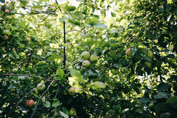 Green apples and leaves on the tree in the garden. Natural background.