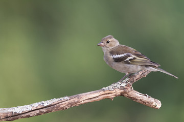 Fototapeta premium Common chaffinch on the branch in Spain