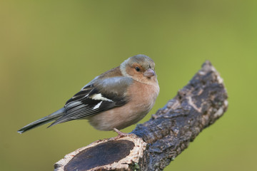 Common chaffinch on the branch in Spain