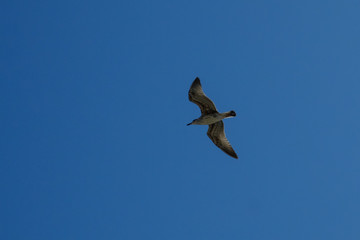 seagull flying in the blue sky