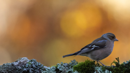 Common chaffinch on the branch in Spain