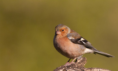 Common chaffinch on the branch in Spain