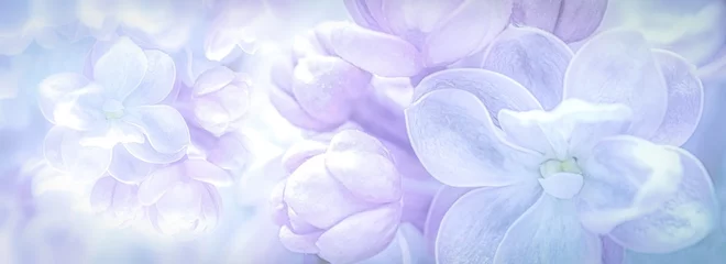 Poster Mooie paarse lila bloemen bloeien tak panorama achtergrond. Zachte focus. Groet cadeau kaartsjabloon. Pastel getinte afbeelding. Natuur abstract. Ruimte kopiëren © tainar