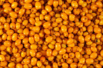 Sea buckthorn. Background of ripe berries close up