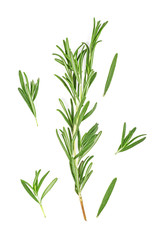 Rosemary twig and leaves on a white background. Top view.