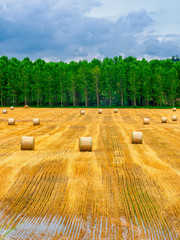 Rural landscape near Casale Monferrato