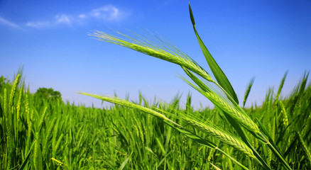 green wheat field