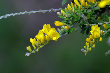 yellow and yellow flower