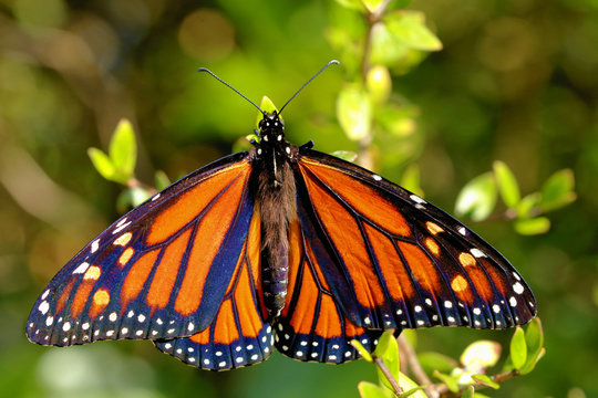 monark butterfly