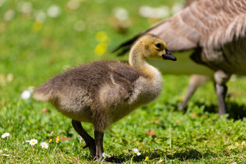 Young canadian goose