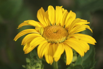 Blumen
