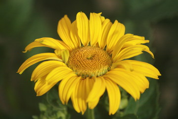 Blumen