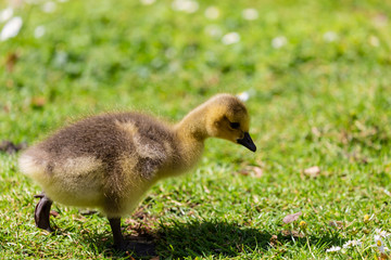 Young canadian goose