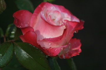 Blumen