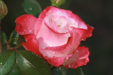 Blumen