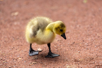 Obraz premium Young canadian goose