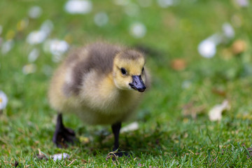 Young canadian goose