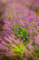 Obraz premium Beautiful and summer violet lavander field. Aromatherapy lavander.