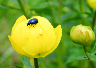 small beetle sits on a beautiful yellow flower