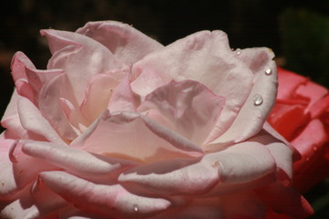 Blumen