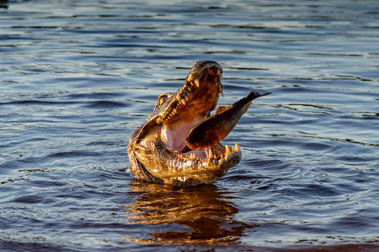 Black kajman Melanosuchus niger south america