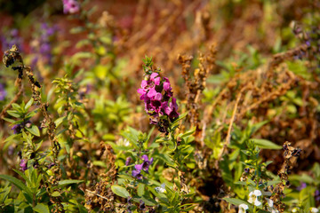 flowers in the garden