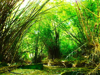 Fototapeta na wymiar Cathédrale de bambous à Mayotte