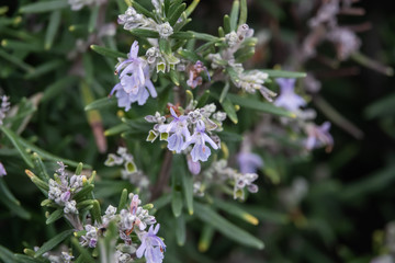 Rosemary Flowers in Bloom in Winter