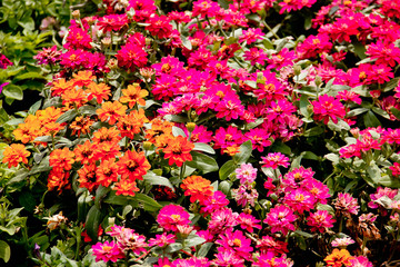 Fototapeta premium flowers in the garden