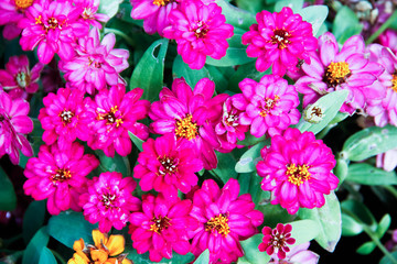 flowers background
