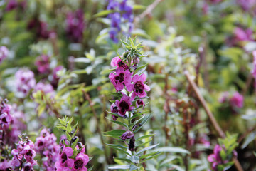 purple flowers in the garden