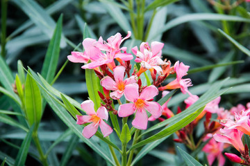 pink flowers in the garden