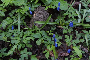 young plants in the garden