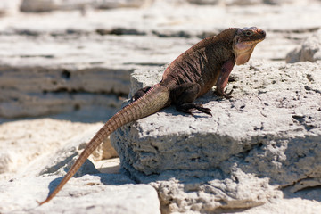 animal, fauna and nature concept - exuma island iguana in the bahamas