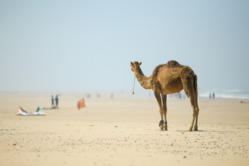 Camel standing on the sandy beach by the sea in Essaouira beach, Morocco
