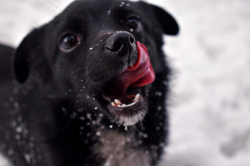 the dog is licking in the snow 