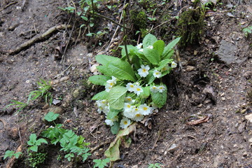young plants in the garden