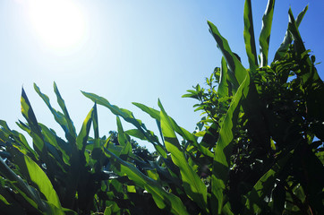 Green Jungle leaves background