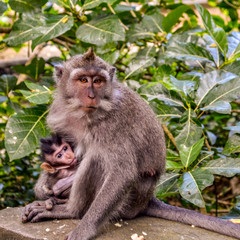 Forêt des singes, Bali, Indonésie