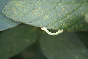 Little green worm eating a soybean leaf in the field
