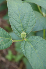 Green shield bug on soybean leaves. Nezara viridula insect on damaged soybean field