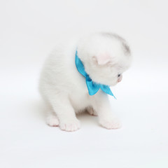 Fototapeta na wymiar white Scottish fold kitten on white background