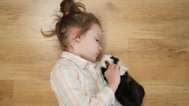 Top view child little girl plays strokes guinea pig pet lying on the floor