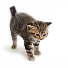 Obraz premium striped kitten Scottish straight on white background