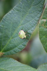 Green shield bug on soybean leaves. Nezara viridula insect on damaged soybean field