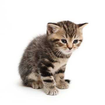 striped  kitten Scottish straight on white background