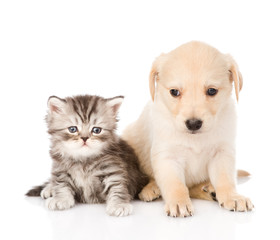 golden retriever puppy dog and british tabby cat sitting together. isolated on white background