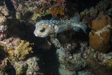 Puffer fish at the Red Sea, Egypt © Mina Ryad